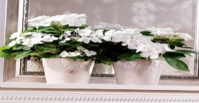 虹越德國進(jìn)口高檔陶制套盆SK卡普里系列花盆