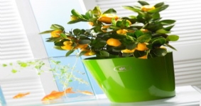 虹越德國進(jìn)口高檔陶制套盆SK達(dá)拉斯風(fēng)采系列花盆